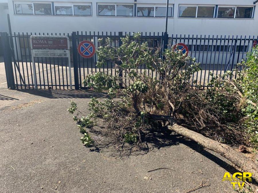 Roma, ancora crolli di alberi per il vento Roma, ancora crolli di alberi per il vento