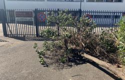 Roma, ancora crolli di alberi per il vento