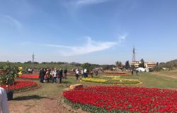 Arriva a Roma Flowers Park, per la festa della Mamma regala una giornata in un giardino da sogno