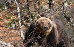 WWF a Natale mettici il cuore....adottiamo una specie a rischio