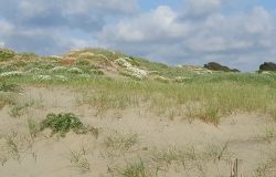 Passoscuro, scomparsi i cartelli didattici delle dune