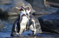 Torvajanica, allo Zoomarine si festeggia la Giornata mondiale dei pinguini