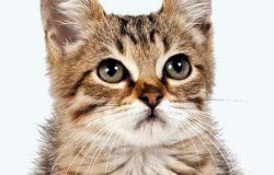 Gioia Tauro (RC) Bidello Uccide un Gatto a bastonate