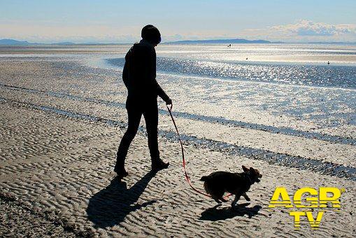 Fiumicino, in spiaggia con il cane Fiumicino, in spiaggia con il cane
