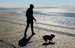 Fiumicino, in spiaggia con il cane
