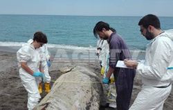 Quattro Capodogli morti in Sicilia in meno di una settimana