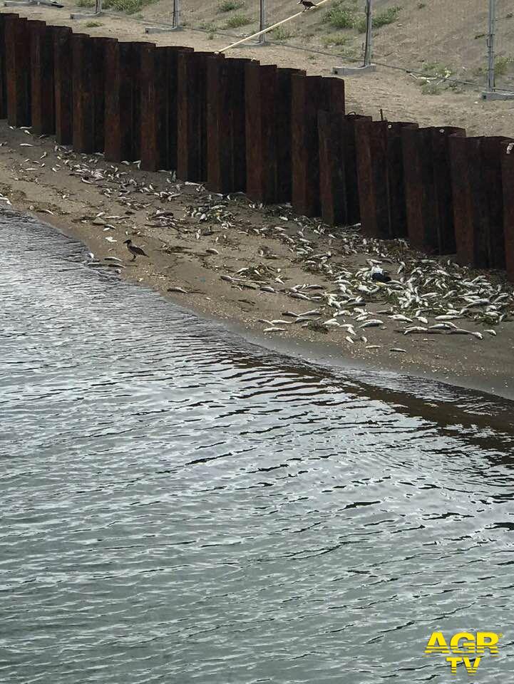 Ostia, moria di pesci ed inquinamento, nel canale dei pescatori Ostia, moria di pesci ed inquinamento, nel canale dei pescatori