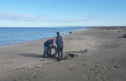 Torvajanica, pulizia della spiaggia per la giornata degli Oceani
