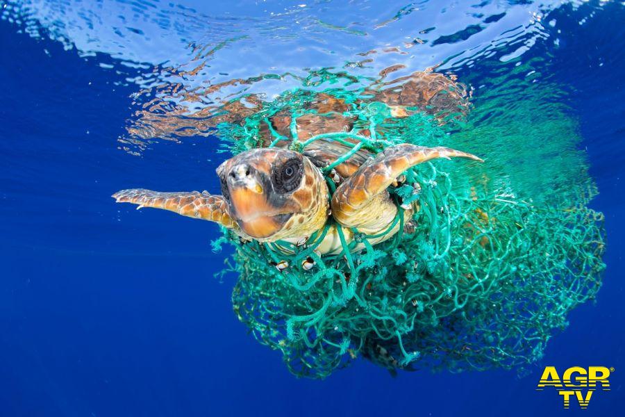 WWF, mobilitazione per salvaguardare le tartarughe marine