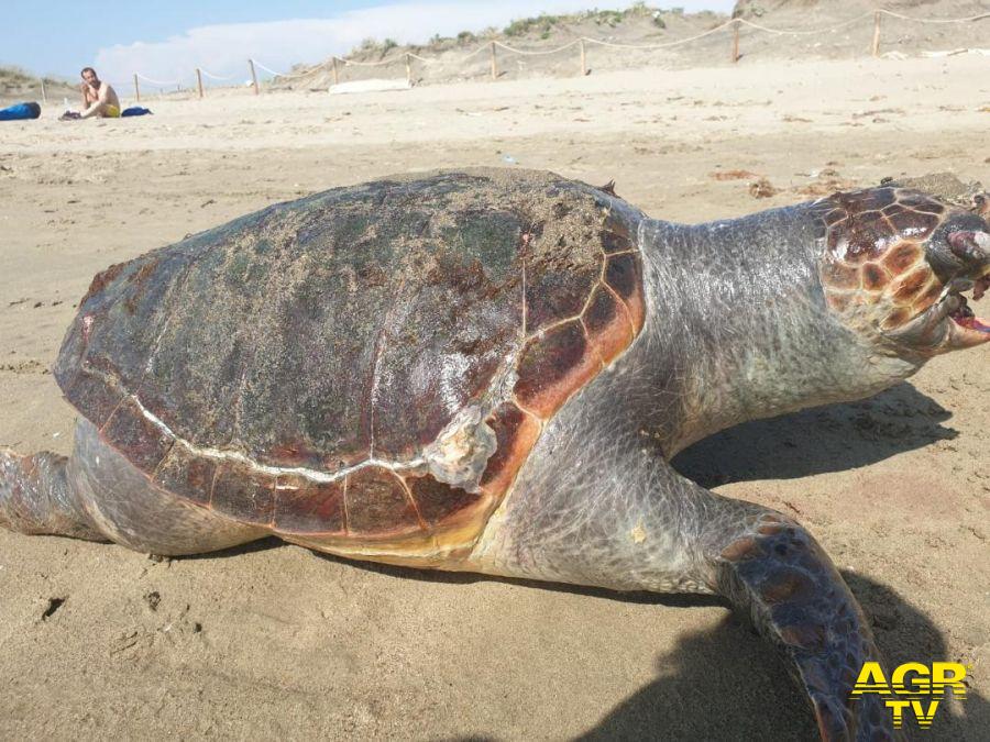 Focene, tartaruga marina soffocata dalla plastica Focene, tartaruga marina soffocata dalla plastica
