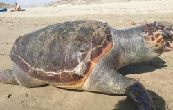 Focene, tartaruga marina soffocata dalla plastica
