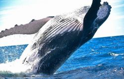 Ponza, due capidogli uccisi dalle reti fantasma