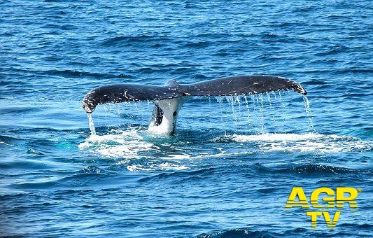 Ponza, due capidogli uccisi dalle reti 