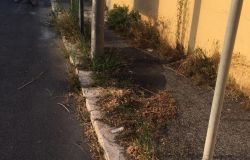 Fiumicino, via della Pesca assediata dalle erbacce