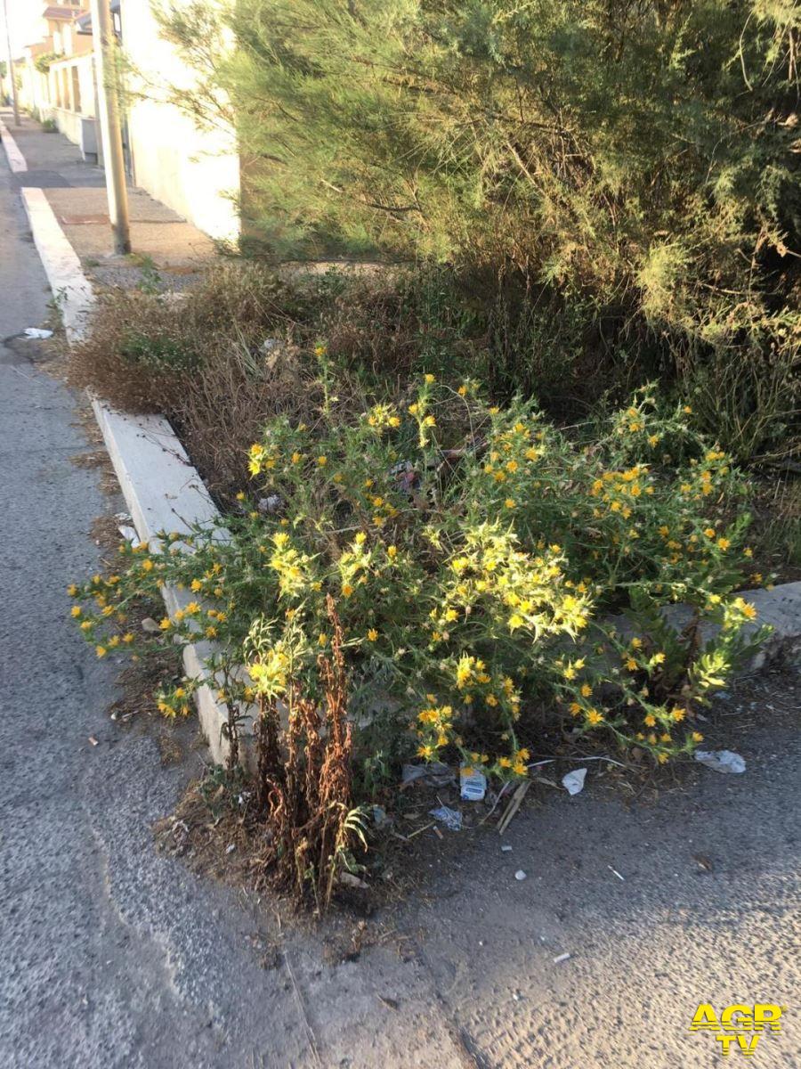 Fiumicino, via della Pesca assediata dalle erbacce Fiumicino, via della Pesca assediata dalle erbacce