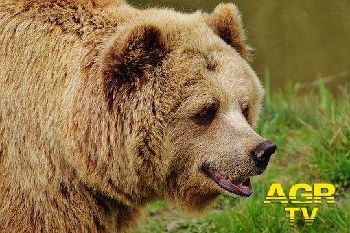 Il WWF scrive a Zingaretti per salvataggio...Orso marsicano
