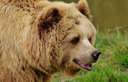 Il WWF scrive a Zingaretti per salvataggio...Orso marsicano