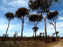 Castelfusano, prevenzione incendi e maggiori controlli Castelfusano, prevenzione incendi e maggiori controlli
