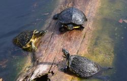 X Municipio, risoluzione per denuncia animali esotici