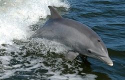 Ostia, nuovi casi di delfini morti