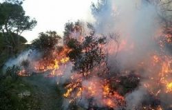 Incendi Amazzonia, il WWF detta le priorità