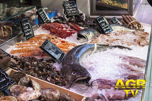 Fiumicino, il bando per il mercato del pesce fa discutere Fiumicino, il bando per il mercato del pesce fa discutere