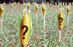 Greenpeace: nuovo rapporto su rischi ogm