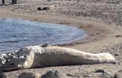Fiumicino, tirata a lucido...la spiaggia di Coccia di Morto