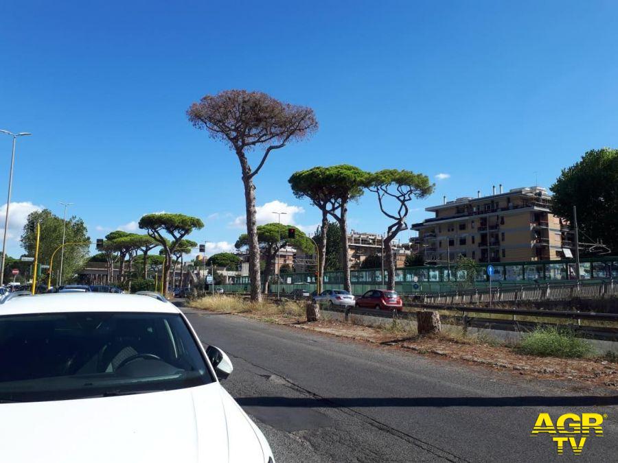 SI, sulla via Ostiense pini a rischio schianto