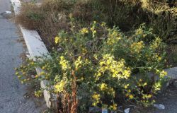 Ostia, via del mar rosso nel degrado