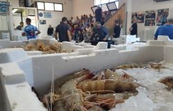 Fiumicino, asta del pesce è subito... boom