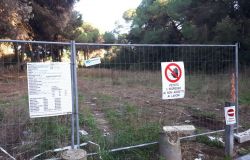 Ostia, pineta di Procoio,nessuna notizia sul programma degli abbattimenti