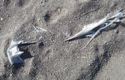 Ostia, pubblicata Ordinanza stagionale, spiagge invase dalla plastica