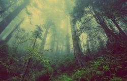 Nel Lazio 6 milioni di nuovi alberi