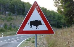 IX Municipio, emergenza cinghiali, chiusi parchi  per la presenza dei selvatici