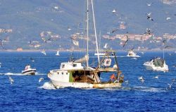 WWF, i pescatori di Anzio e Fiumicino pescano...la plastica