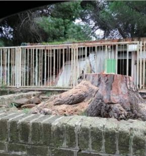 Infernetto, abbattuti i pini su viale di Castelporziano.....FI alza la voce: servono nuove alberature