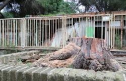 Ostia, quale Giornata nazionale degli alberi...?