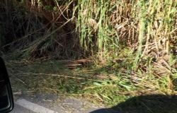 Ostia, iniziato lo sfalcio degli arbusti su via dei Pescatori