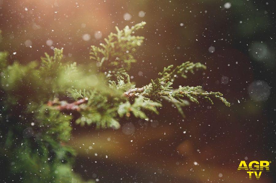 Natale, meglio l'alberello finto...o vero? Natale, meglio l'alberello finto...o vero?