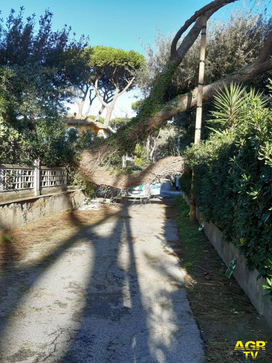 Litorale, forte mareggiata in corso, alberi abbattuti e danni agli stabilimenti