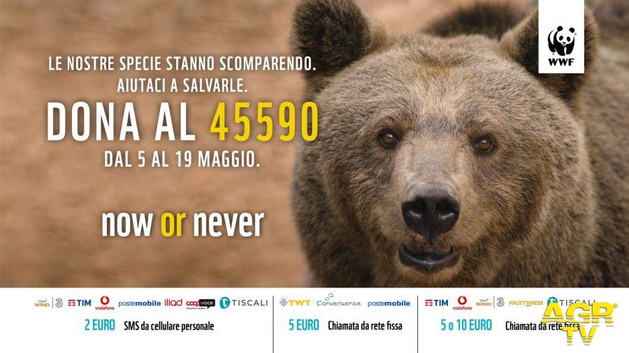 WWF, gli Orsi Marsicano rischiano l'estinzione