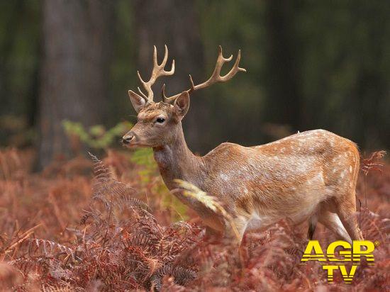 WWF, Operazione cervo italico, torna in natura il signore dei boschi