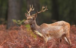 WWF, Operazione cervo italico, torna in natura il signore dei boschi