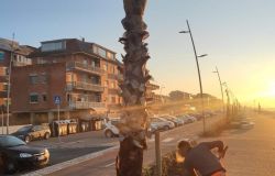 Ostia: Ieva (M5S) palme lungomare sotto controllo. Nessuna palma è secca