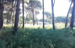 Fiumicino, o.k. al Piano di Gestione della Riserva