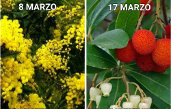 Municipio X, Piantati 40 alberi Ieva: “Ci saranno occasioni per condividere. Ci rialzeremo”