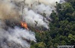 Greenpeace alla presidente brasiliana Roussef: veto sul nuovo codice forestale