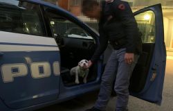 Un cucciolo abbandonato è stato adottato dal poliziotto che l'ha salvato