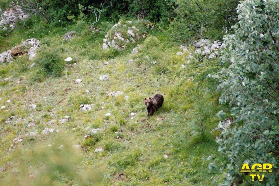 orso marsicano in libertà